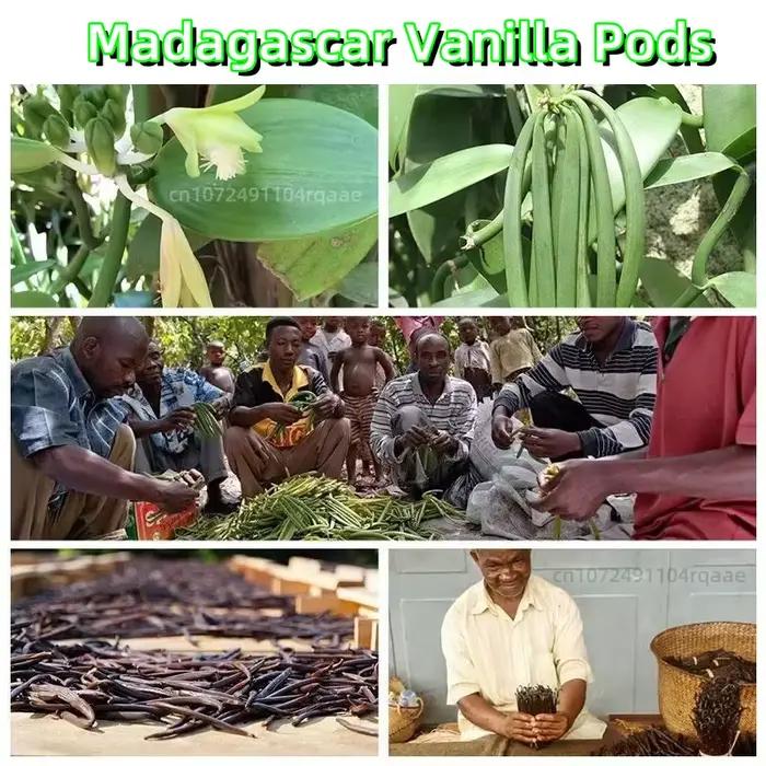 Grade AAAAA(14-15 cm) Essence naturelle Madagascar haricots vanille arôme intense pour extrait