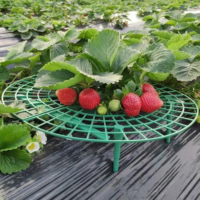 Supports de fraises pour conserver les plantes et les fruits